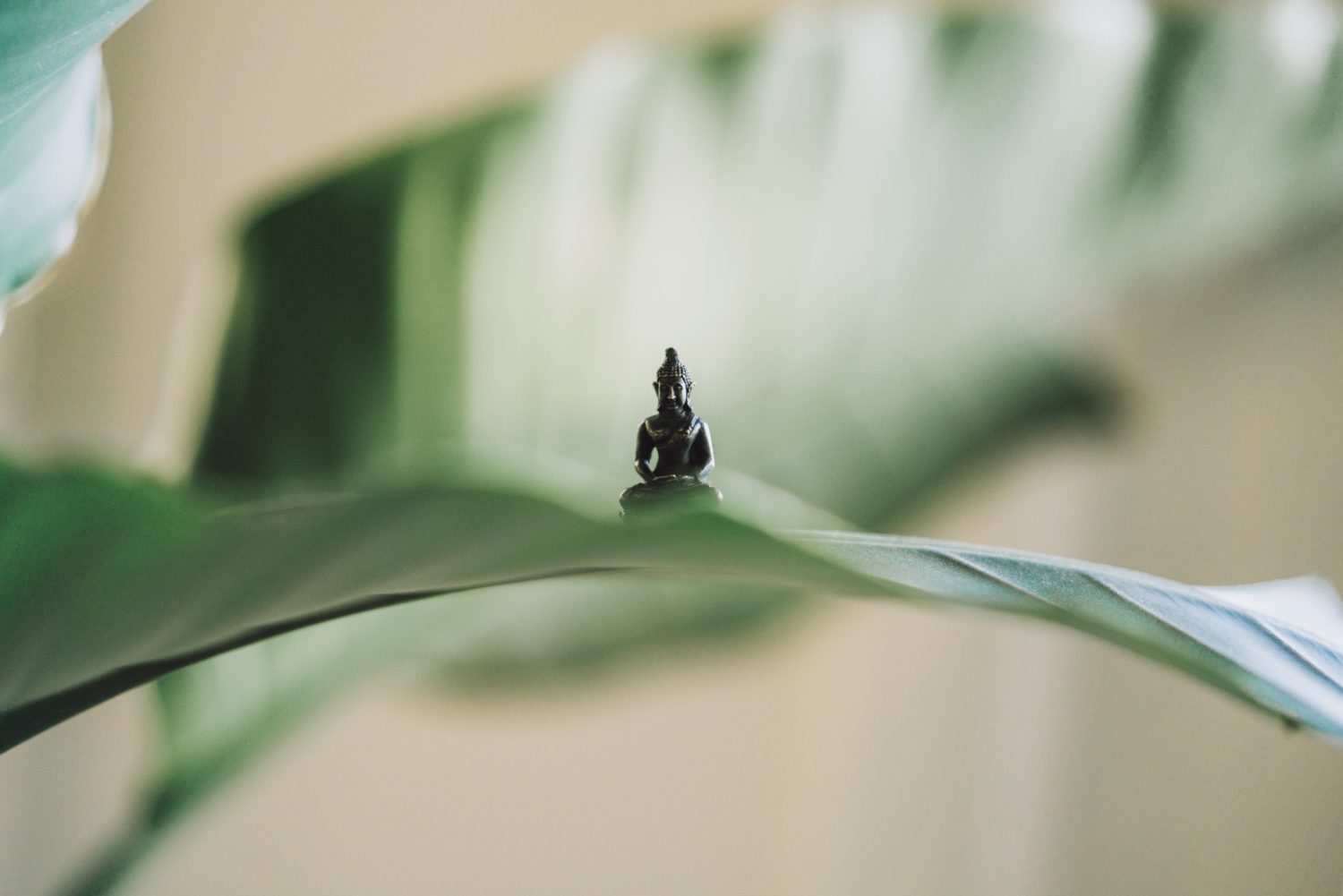Buddha Pflanzen Yoga