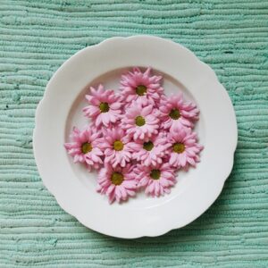Sukkulenten, Kakteen und Rosa | Fototagebuch
