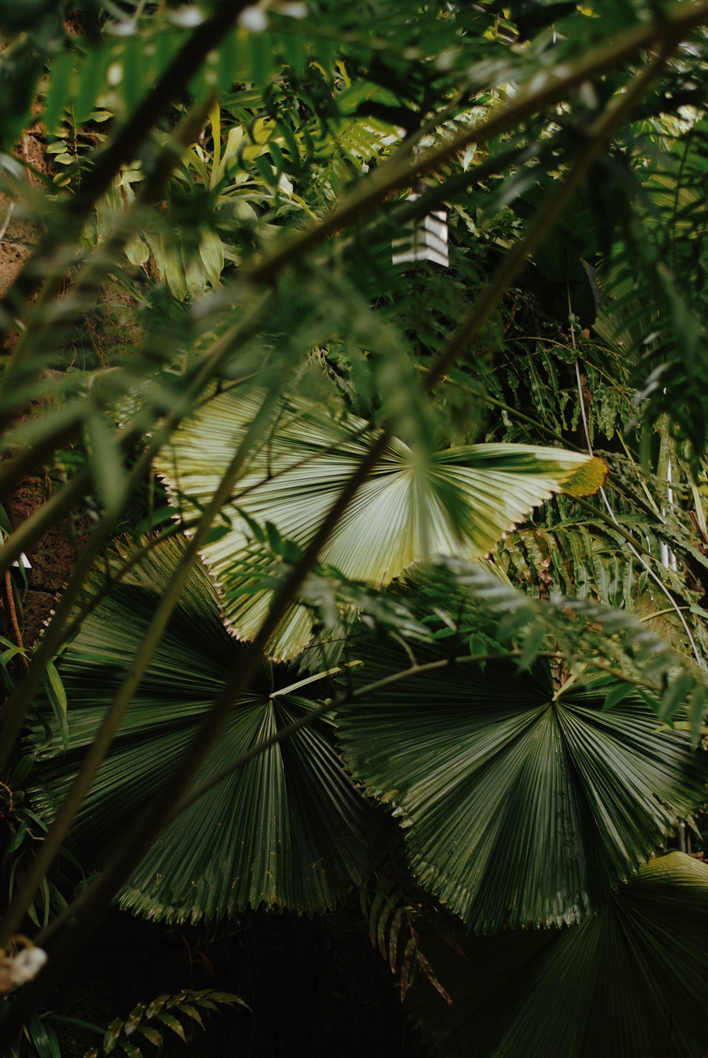 Botanischer Garten der Universität Leipzig