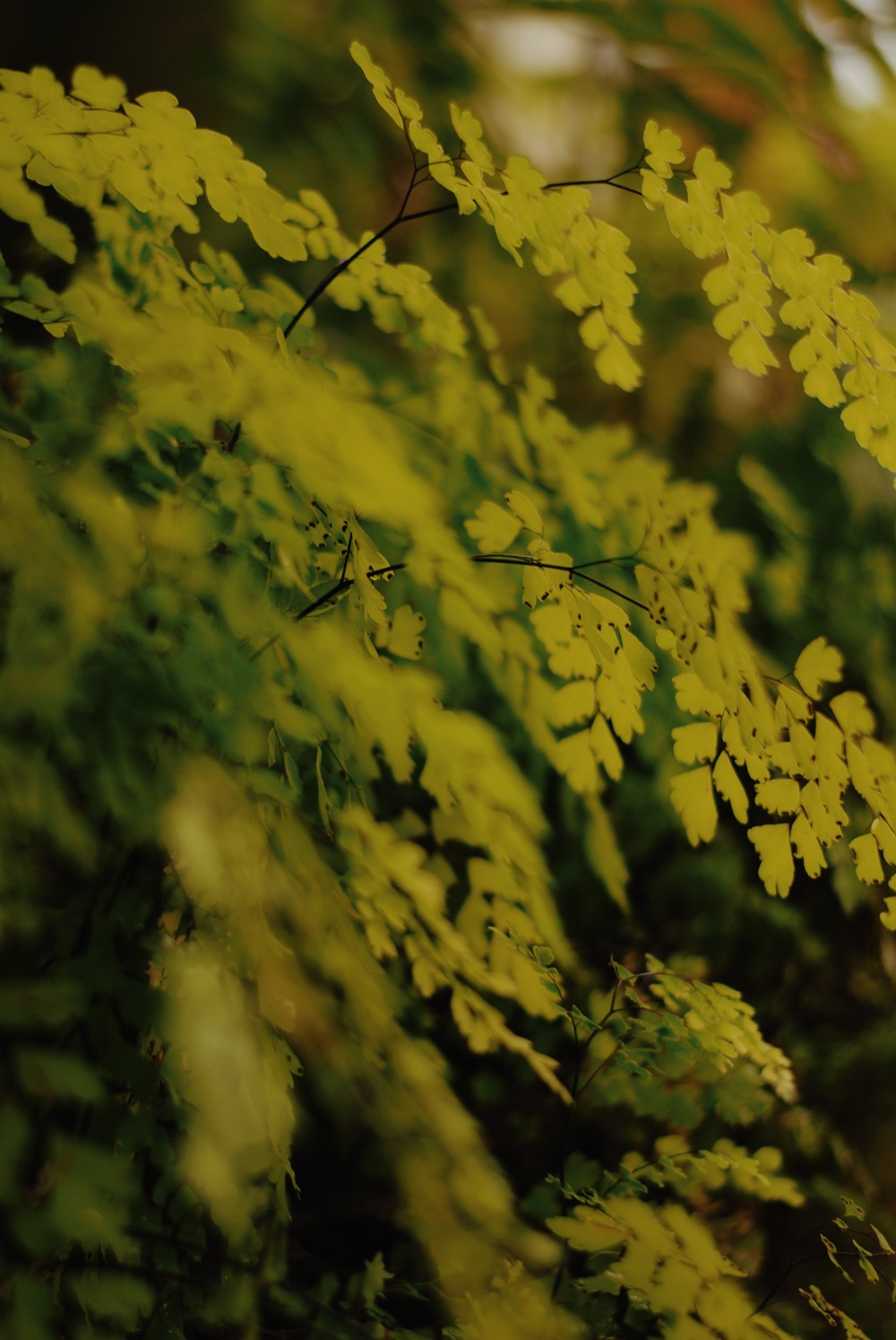 Botanischer Garten der Universität Leipzig