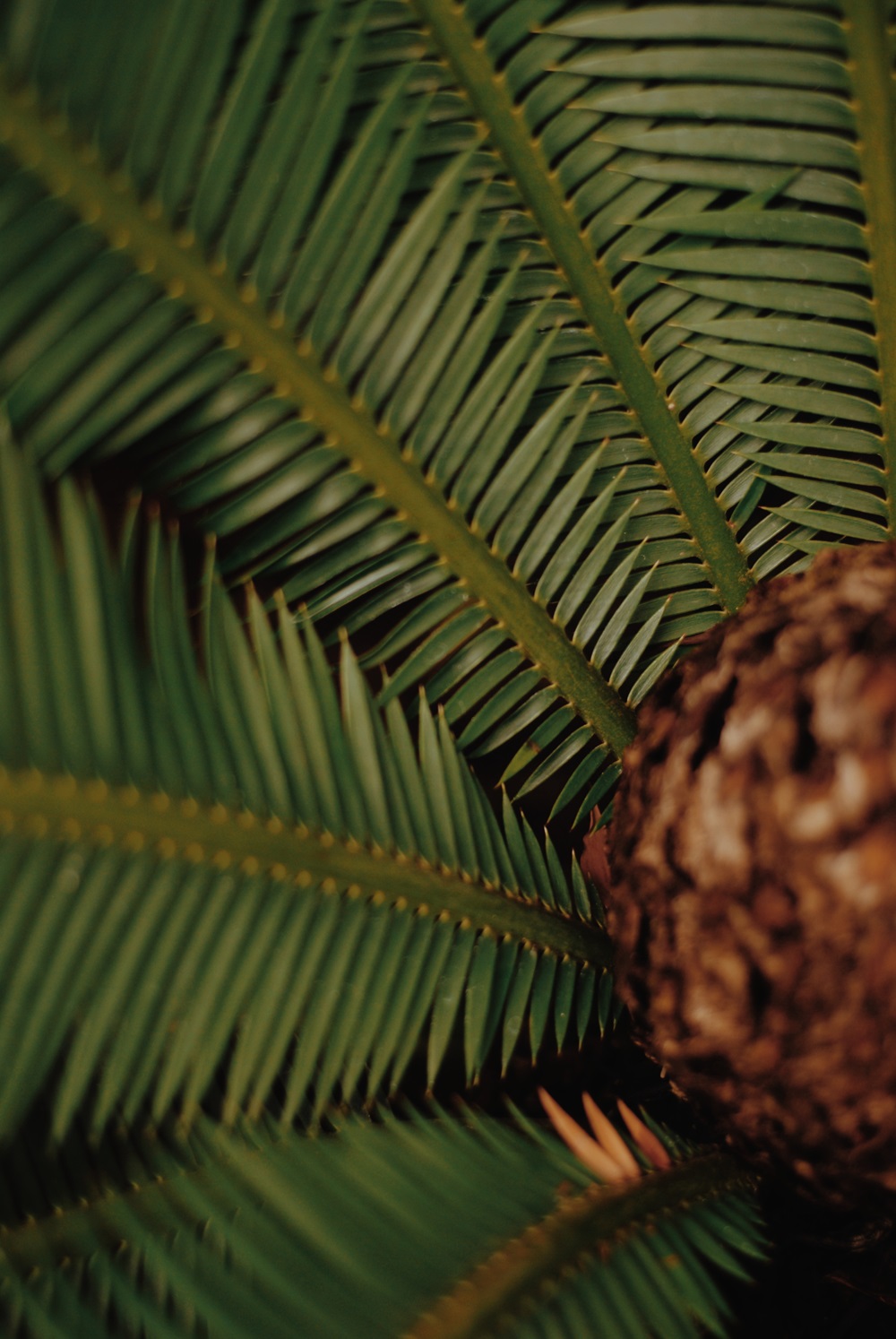 Palme Botanischer Garten der Universität Leipzig