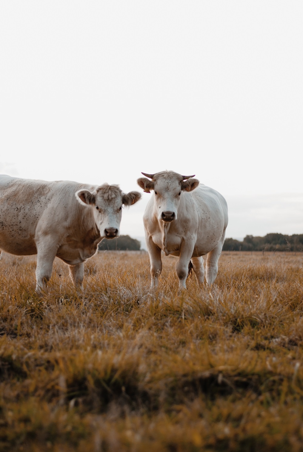 Normandy Cows