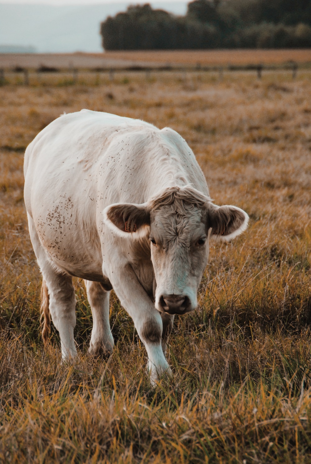 Normandy Cow