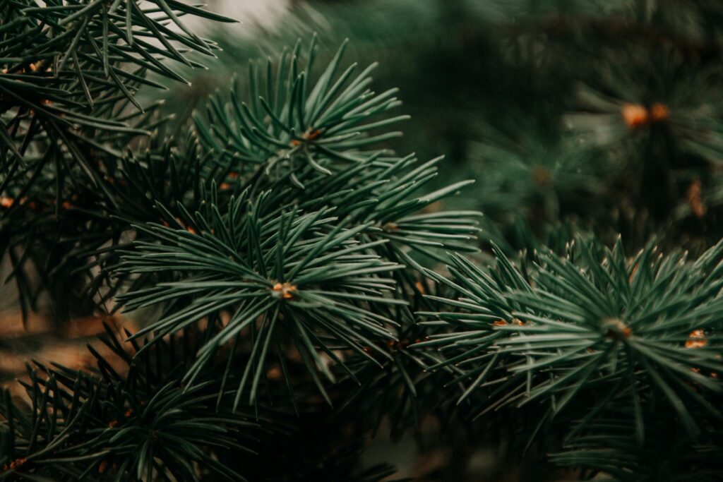 Detailed close-up of green pine branches, capturing the natural beauty of coniferous foliage in winter.