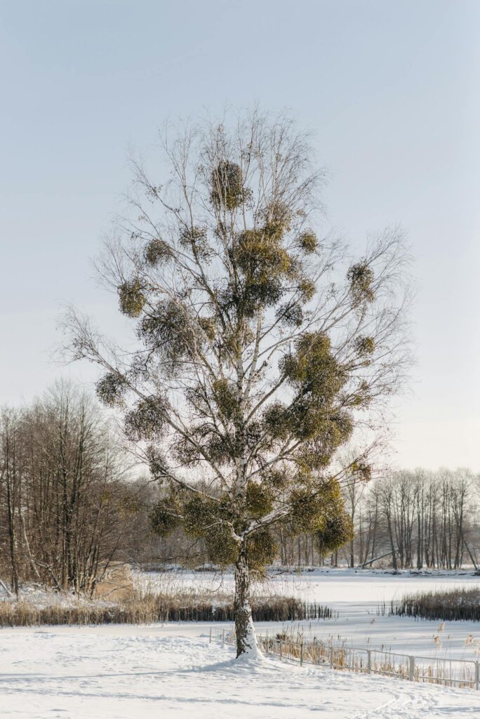 Mistel in großem Baum umgeben von schnee